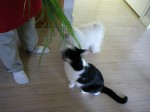 baja-and-sunny-first-harvest Mr. Kitty and Sunny chewing on lemon grass leaves together.