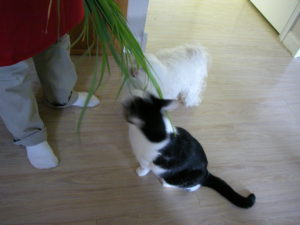 Mr. Kitty and Sunny chewing on lemon grass leaves together.