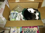 baja_asleep_in_box_moving_2_052398 Baja asleep in a moving box. He loved boxes.
