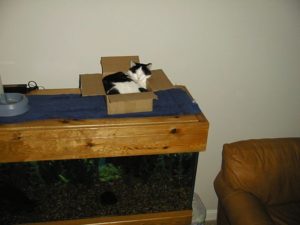 Baja asleep in a Staples box. He loved sleeping in boxes.
