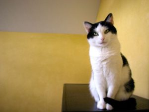 Baja posing. We used this picture on his "lost cat" poster; we found him while distributing it through the neighborhood.