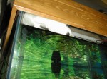 baja_drinking_from_fish_tank_2 Baja drinking from the aquarium during a water change.
