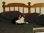 baja_kitty_on_bed Baja asleep on the bed in my first apartment when I started work at Cummins in 1997.