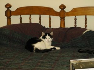 Baja asleep on the bed in my first apartment when I started work at Cummins in 1997.
