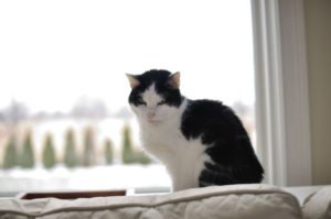 Baja watching the snow fall in November 2008.