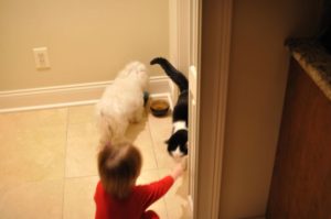 Baja receiving his favorite form of affection, the index finger whisker scratch.  He was very tolerant while Ainsley learned to be gentle.