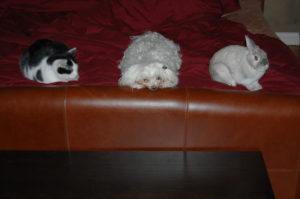 Baja, Sunny, and Silo were all buddies, especially kit and bun.